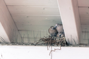 Young birds and her mother are sitting in a bird nest