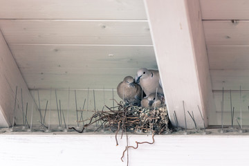 Young birds and her mother are sitting in a bird nest