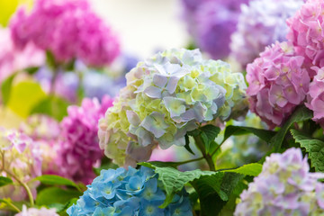 Pink and purple flowers on the tree