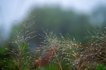 Close-up, dew on the top of the grass in the morning in the mist