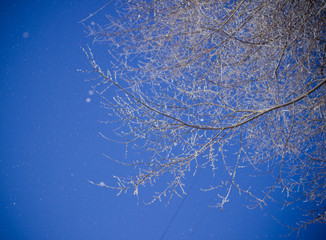 Tree branches frozen in ice against a blue sky.
