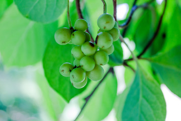 Lemongrass berries on lianah with green leaves. Photo in cold tones.