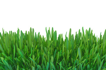 Obraz na płótnie Canvas Green grass nature. plants lawn. 3d rendering natural background.