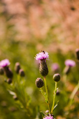 Serpukha flowers in the summer glade. Lilac flowers.