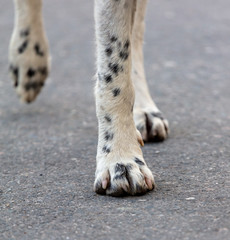 Dog paws on the road