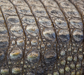 Fototapeta na wymiar Crocodile skin as an abstract background