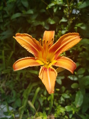 orange lily in the garden