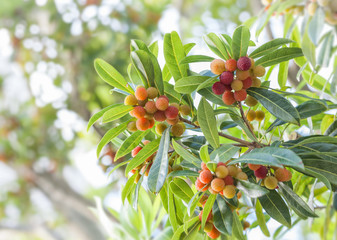 Japanese bayberry