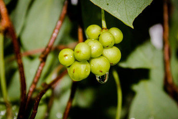 Lemongrass berries on lianah with green leaves. 