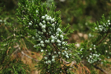 branch of a tree