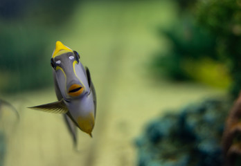 Tropical Fish Naso Tang (Naso lituratus) -Thailand