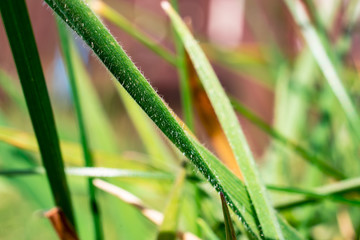 Close-up on blades of grass in garden