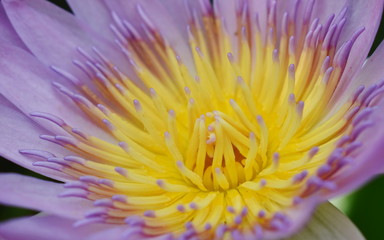 Obraz premium close up of lotus pollen blooming in pool