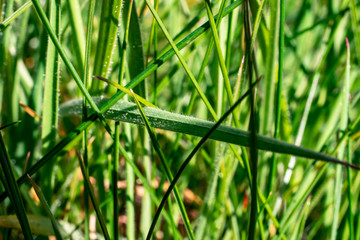 Close-up on blades of grass in garden