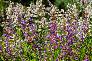 Purple and White Wildflowers