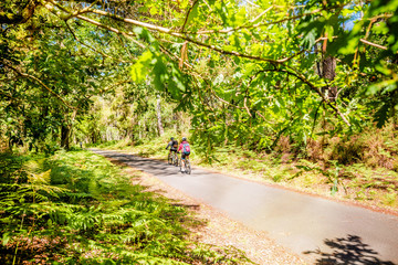 Fototapeta premium groupes de cyclistes dans la forêt des Landes
