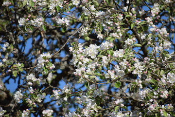 blooming apple tree