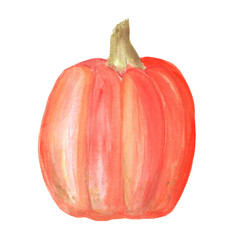 Pumpkin. Watercolor painting on white background. Autumn harvest. Vegetarian raw food