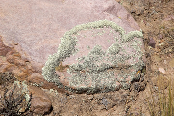 Lichen at the Abra del Condor mountain pass at an elevation of 4000 m, Argentina