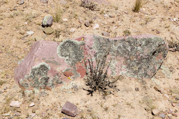 Lichen at the Abra del Condor mountain pass at an elevation of 4000 m, Argentina