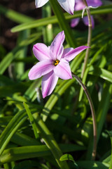 Ipheion 'Tessa'  a spring mid to dark pink perennial flower plant commomly known as starflower