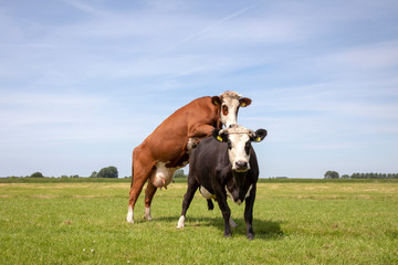 Red blisterhead cow climbs on black fleckvieh cow, piggyback, with full udders in a large green pasture under a blue sky and a faraway horizon.