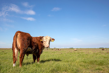 Red Hereford bull looks back, seen from behind, in a green pasture under a blue sky and a straight...