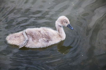 baby swan in the lake