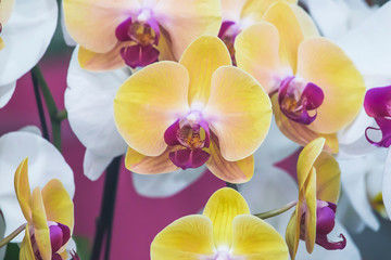 Yellow orchid in the garden