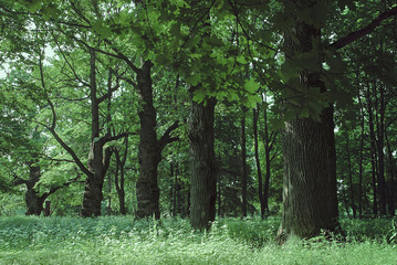 Fototapeta premium Old oak wood background