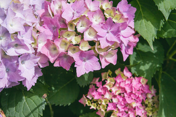 Detail of hydrangea macrophylia flowers