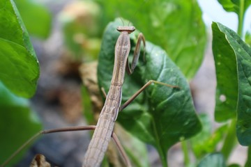 Selective Focus Closeup of Carolina Praying Mantis in Garden