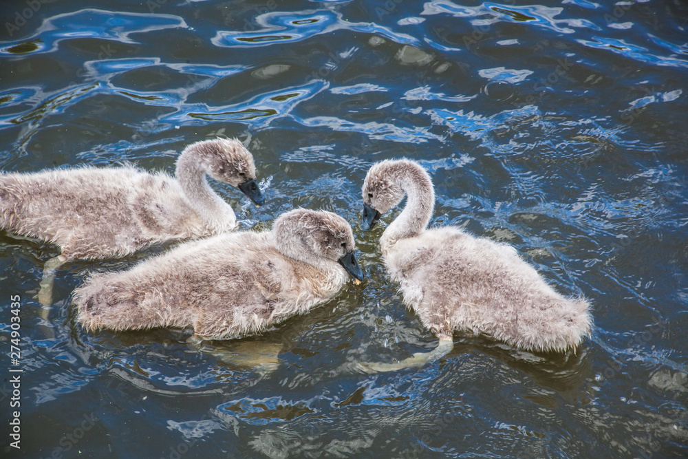 Wall mural baby swan in the lake