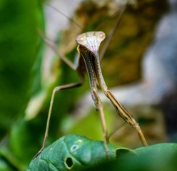 Selective Focus Closeup of Carolina Praying Mantis in Garden