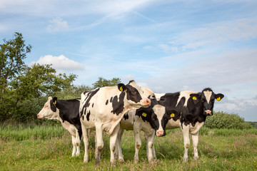 Four beautiful young black and white cows, Friesian Holstein, stand close together in a meadow under a blue sky with clouds.