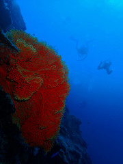 A huge Coral fan in Barracuda Point with divers background, Sipadan Island, Semporna, Tawau. Sabah,...