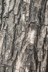 Old Wood Tree Texture Background Pattern.
