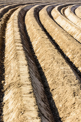 Deep and regular, curved furrows in a freshly plowed field planted with potato in the belgian countryside.