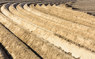 Deep and regular, curved furrows in a freshly plowed field planted with potato in the belgian...