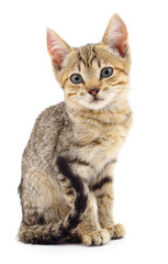 Kitten on white background.