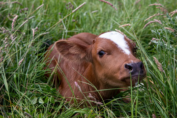 Newborn cute deep-red calf, a  dutch heritage cattle breed, lies in the high green grass in a meadow and looks curiously around with its head held high.