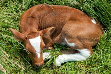 Newborn cute calf,  