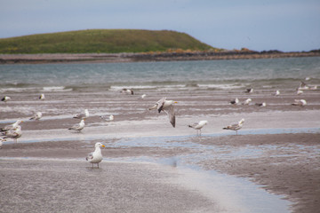 seagulls on the beach