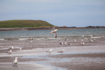 seagulls on the beach