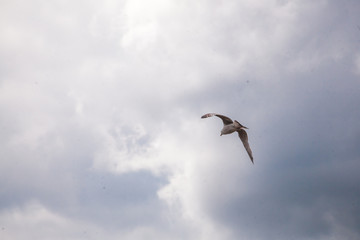 seagulls on the beach