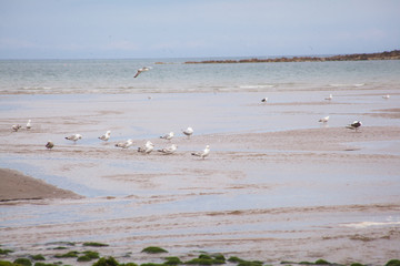 seagulls on the beach