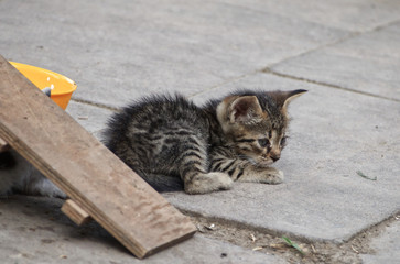 Fototapeta na wymiar street cats