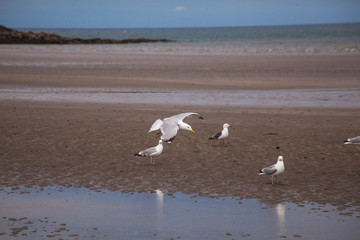seagulls on the beach