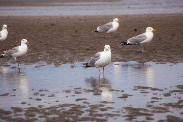 Fototapeta premium seagulls on the beach