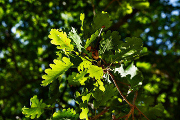 Oak leaves background